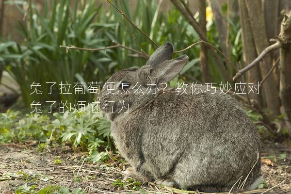 兔子拉葡萄便怎么办？教你巧妙应对兔子的烦恼行为