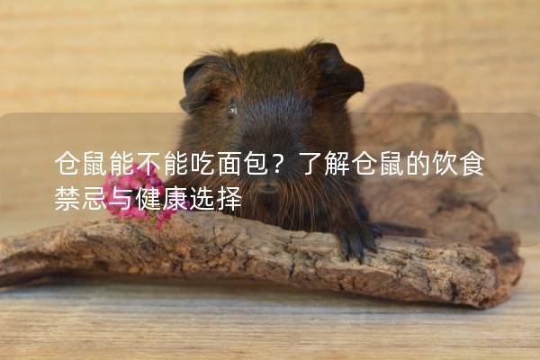 仓鼠能不能吃面包？了解仓鼠的饮食禁忌与健康选择