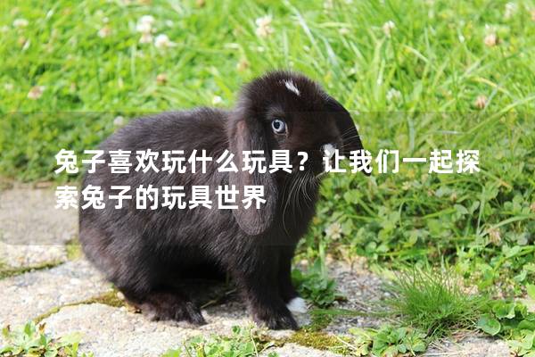 兔子喜欢玩什么玩具？让我们一起探索兔子的玩具世界