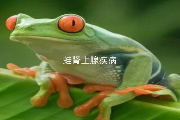 蛙肾上腺疾病