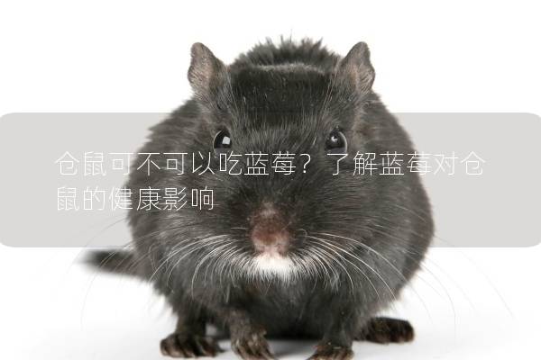 仓鼠可不可以吃蓝莓？了解蓝莓对仓鼠的健康影响