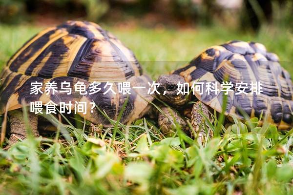家养乌龟多久喂一次，如何科学安排喂食时间？
