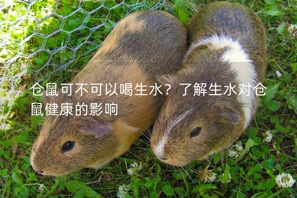 仓鼠可不可以喝生水？了解生水对仓鼠健康的影响