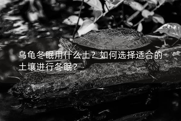 乌龟冬眠用什么土？如何选择适合的土壤进行冬眠？