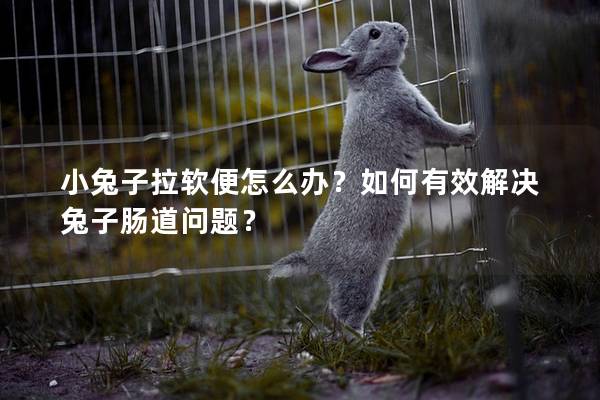 小兔子拉软便怎么办？如何有效解决兔子肠道问题？