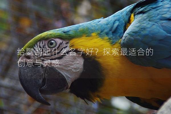给鹦鹉起什么名字好？探索最适合的创意与灵感