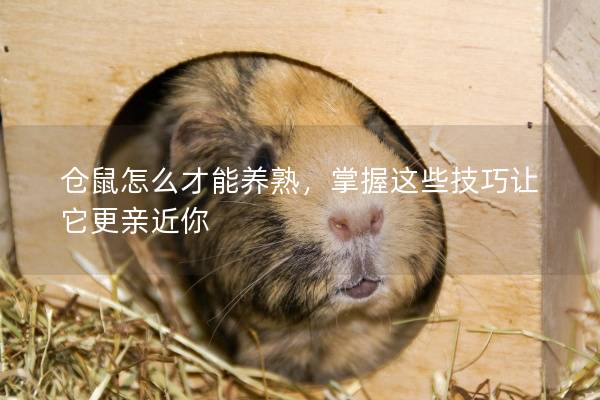 仓鼠怎么才能养熟，掌握这些技巧让它更亲近你