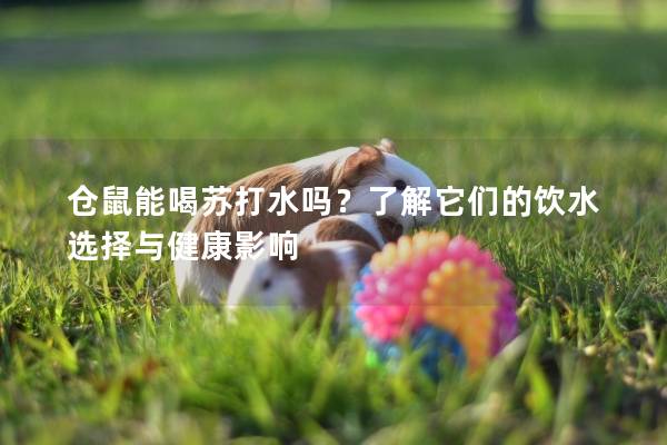 仓鼠能喝苏打水吗？了解它们的饮水选择与健康影响