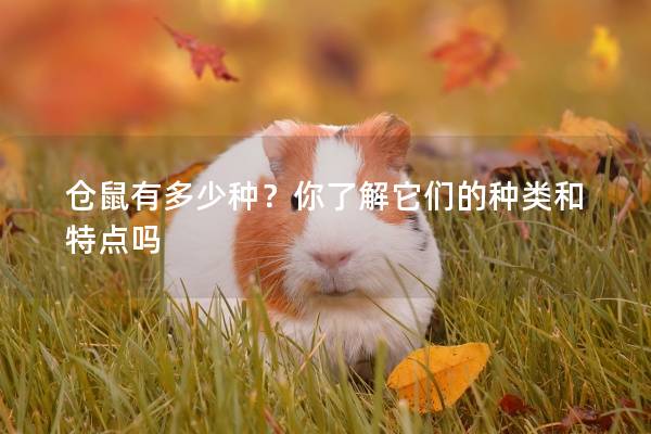 仓鼠有多少种？你了解它们的种类和特点吗