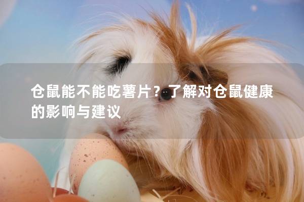 仓鼠能不能吃薯片？了解对仓鼠健康的影响与建议