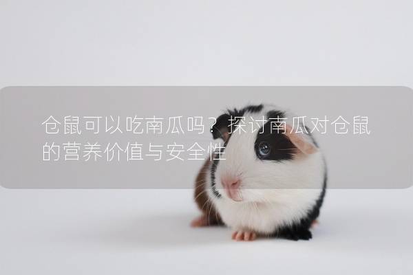 仓鼠可以吃南瓜吗？探讨南瓜对仓鼠的营养价值与安全性
