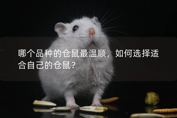 哪个品种的仓鼠最温顺，如何选择适合自己的仓鼠？