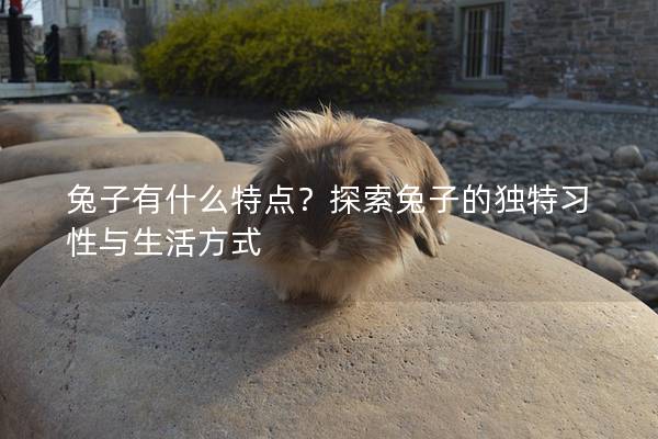 兔子有什么特点？探索兔子的独特习性与生活方式