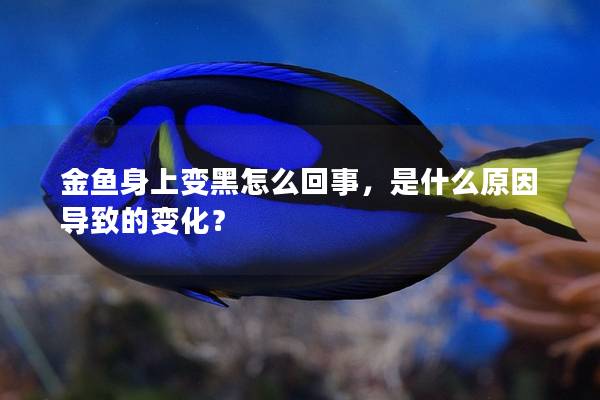 金鱼身上变黑怎么回事，是什么原因导致的变化？
