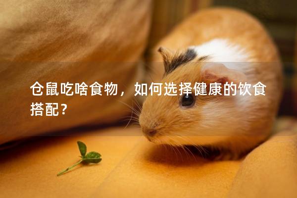 仓鼠吃啥食物，如何选择健康的饮食搭配？