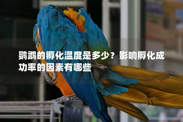 鹦鹉的孵化温度是多少？影响孵化成功率的因素有哪些