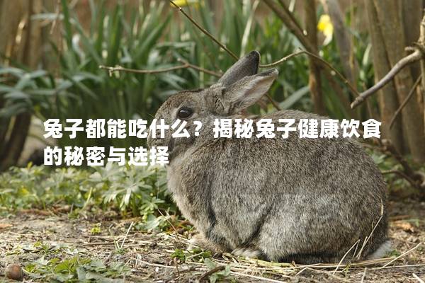 兔子都能吃什么？揭秘兔子健康饮食的秘密与选择