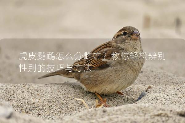 虎皮鹦鹉怎么分雌雄？教你轻松辨别性别的技巧与方法