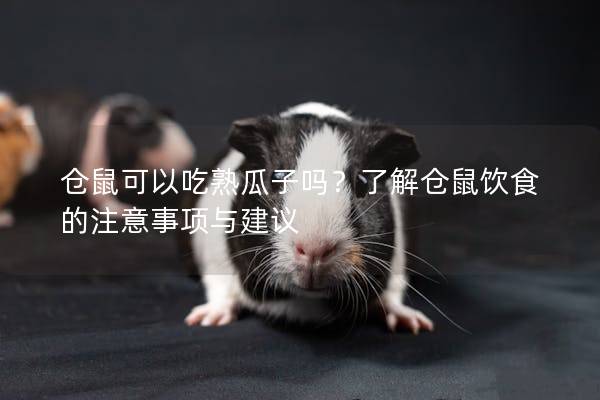仓鼠可以吃熟瓜子吗？了解仓鼠饮食的注意事项与建议