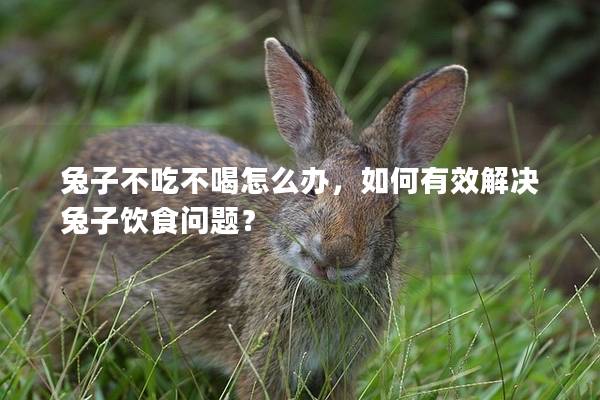 兔子不吃不喝怎么办，如何有效解决兔子饮食问题？