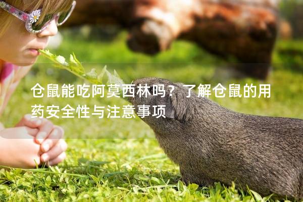 仓鼠能吃阿莫西林吗？了解仓鼠的用药安全性与注意事项