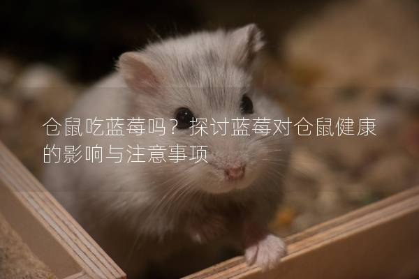 仓鼠吃蓝莓吗？探讨蓝莓对仓鼠健康的影响与注意事项