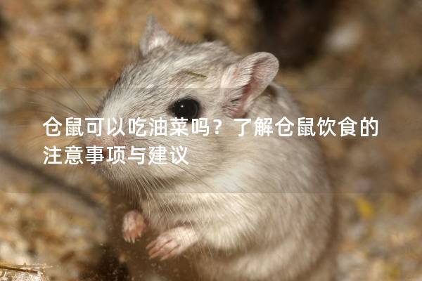仓鼠可以吃油菜吗？了解仓鼠饮食的注意事项与建议