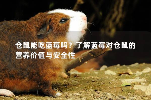 仓鼠能吃蓝莓吗？了解蓝莓对仓鼠的营养价值与安全性