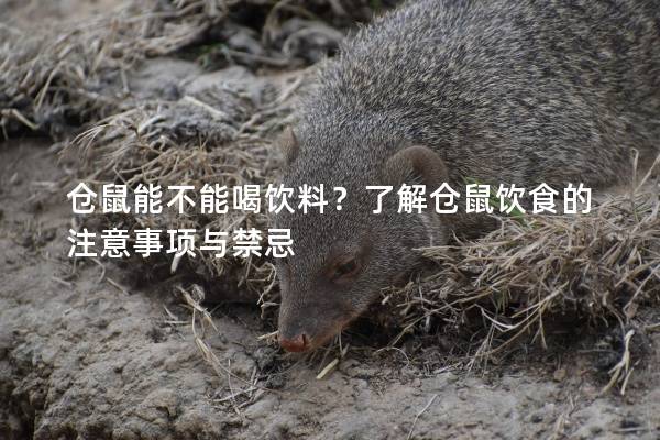 仓鼠能不能喝饮料？了解仓鼠饮食的注意事项与禁忌