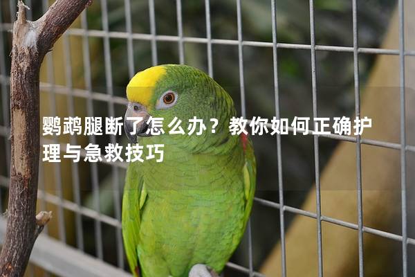 鹦鹉腿断了怎么办？教你如何正确护理与急救技巧