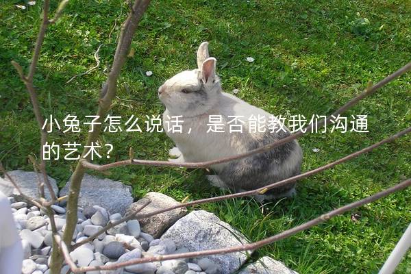 小兔子怎么说话，是否能教我们沟通的艺术？