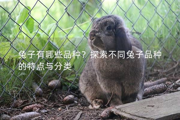 兔子有哪些品种？探索不同兔子品种的特点与分类
