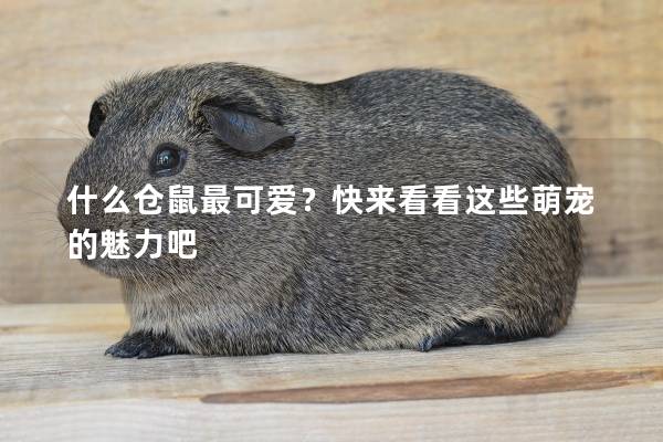 什么仓鼠最可爱？快来看看这些萌宠的魅力吧