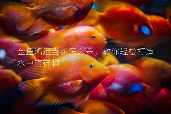 金鱼鸿运当头怎么养，教你轻松打造水中吉祥物