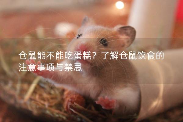 仓鼠能不能吃蛋糕？了解仓鼠饮食的注意事项与禁忌