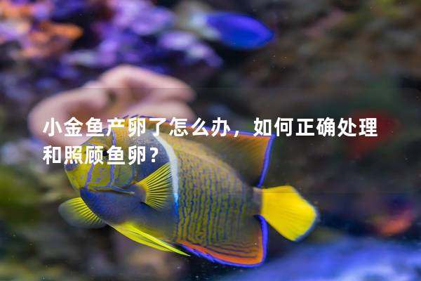 小金鱼产卵了怎么办，如何正确处理和照顾鱼卵？