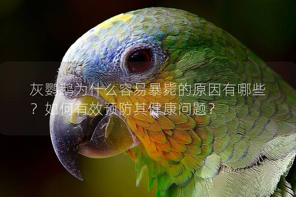 灰鹦鹉为什么容易暴毙的原因有哪些？如何有效预防其健康问题？