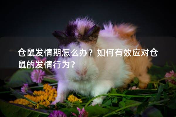 仓鼠发情期怎么办？如何有效应对仓鼠的发情行为？
