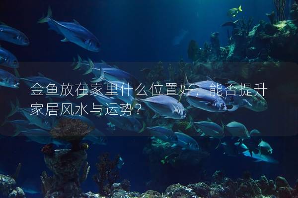 金鱼放在家里什么位置好，能否提升家居风水与运势？