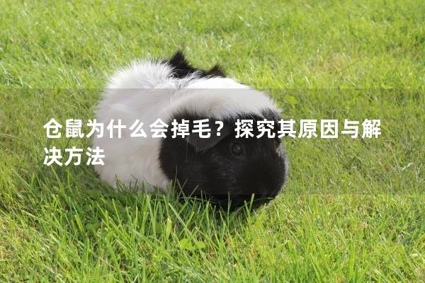 仓鼠为什么会掉毛？探究其原因与解决方法