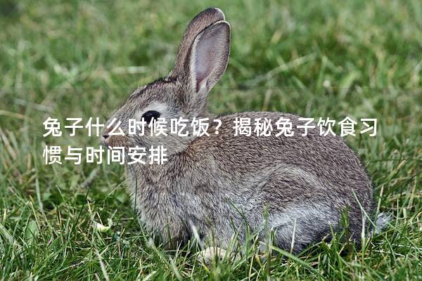 兔子什么时候吃饭？揭秘兔子饮食习惯与时间安排