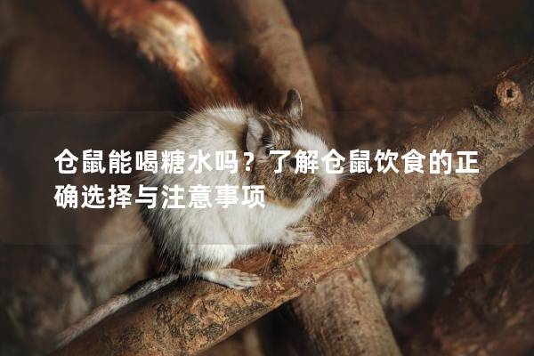 仓鼠能喝糖水吗？了解仓鼠饮食的正确选择与注意事项