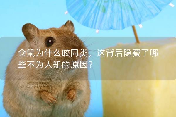 仓鼠为什么咬同类，这背后隐藏了哪些不为人知的原因？