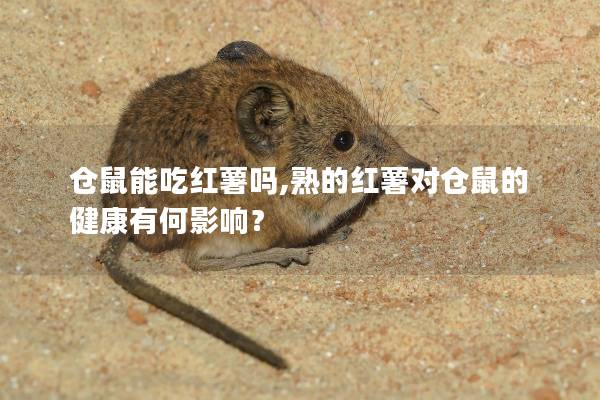 仓鼠能吃红薯吗,熟的红薯对仓鼠的健康有何影响？