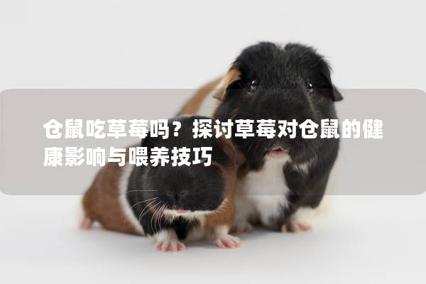 仓鼠吃草莓吗？探讨草莓对仓鼠的健康影响与喂养技巧