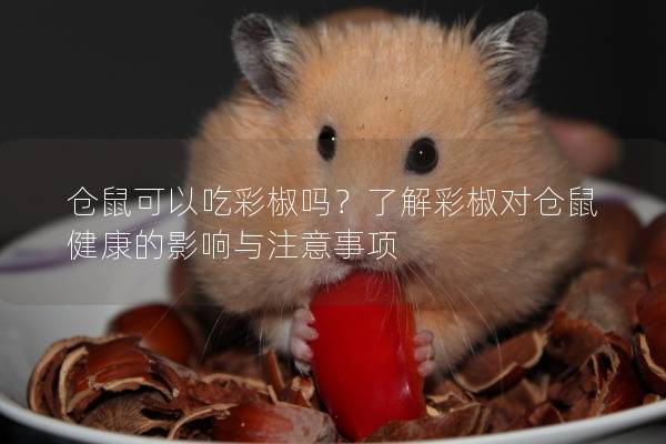 仓鼠可以吃彩椒吗？了解彩椒对仓鼠健康的影响与注意事项