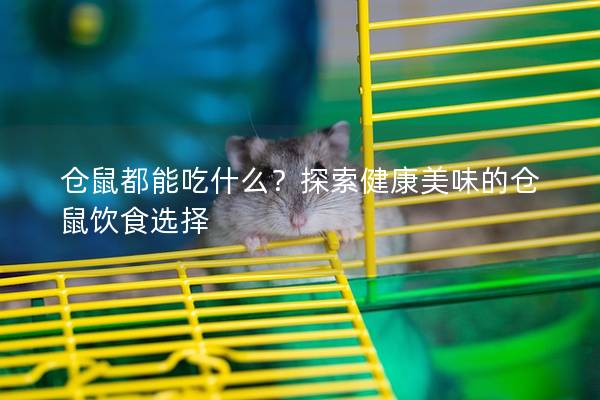 仓鼠都能吃什么？探索健康美味的仓鼠饮食选择