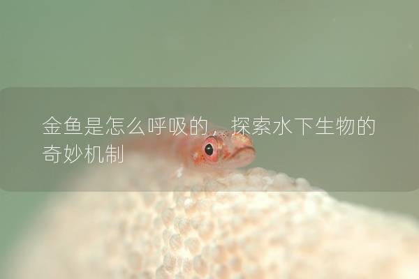 金鱼是怎么呼吸的，探索水下生物的奇妙机制