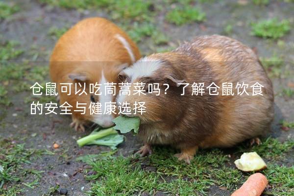 仓鼠可以吃茼蒿菜吗？了解仓鼠饮食的安全与健康选择