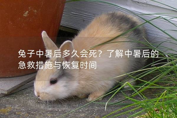 兔子中暑后多久会死？了解中暑后的急救措施与恢复时间